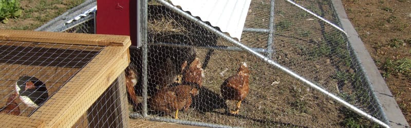 Chicken tractor large