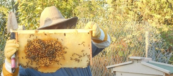 Man holding honeycomb